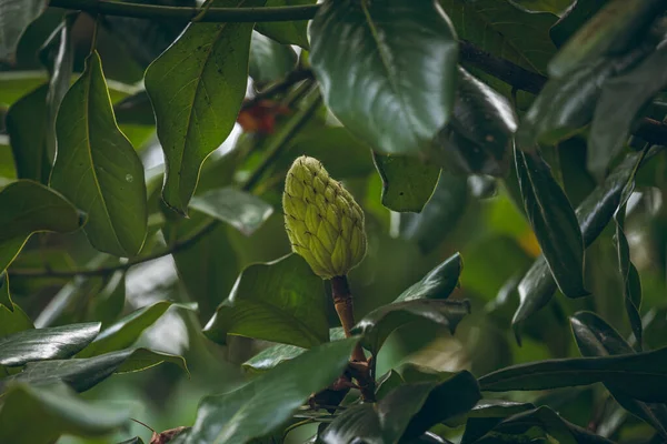 Güzel bir manolya ağacının ve meyvelerinin fotoğrafları.
