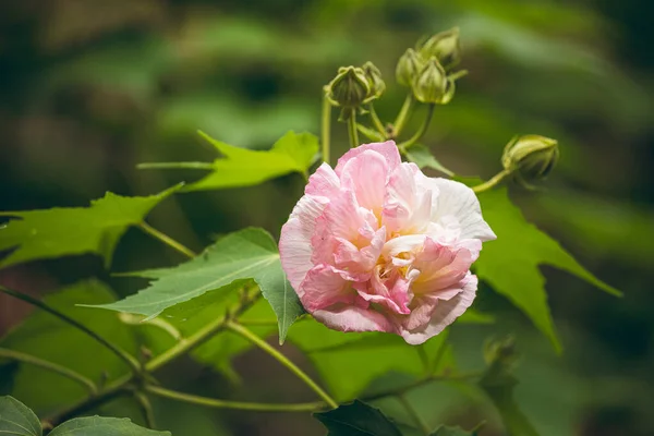 Damask gül bahçesi, amber çiçeği fotoğrafı.