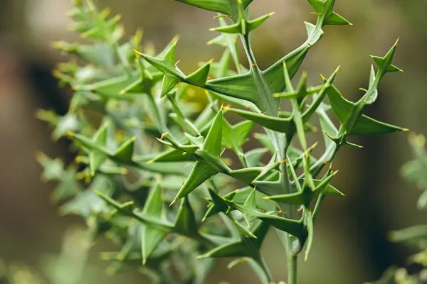 Güzel Olletia Haç 'ın fotoğrafı.