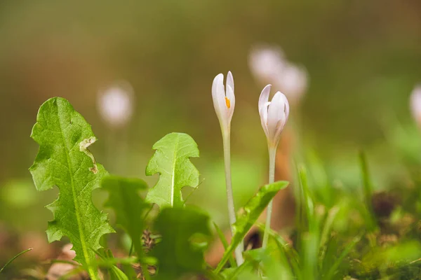 Yumuşak Crocus 'un fotoğrafı. Tatlı bahar çiçeği