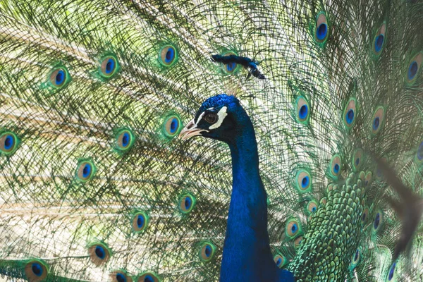 Doğadaki bir tavus kuşunun fotoğrafı.