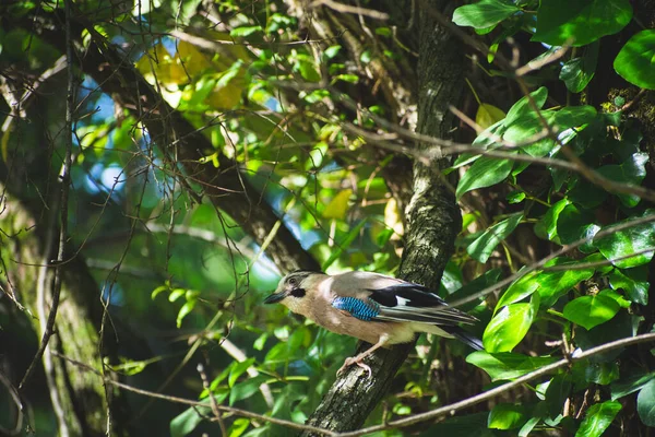 Doğadaki bir alakarga fotoğrafı.