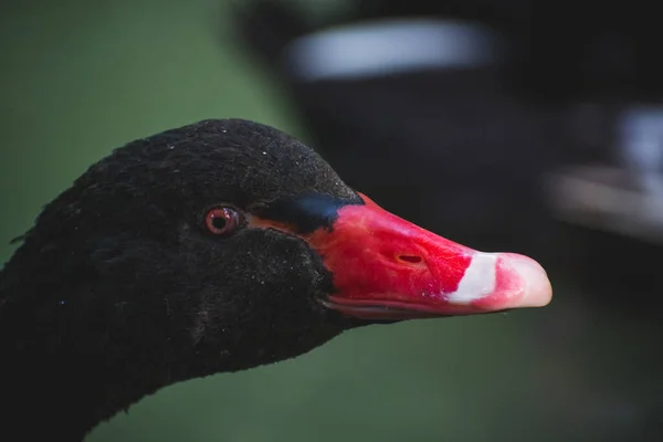 Doğadaki bir kuğunun fotoğrafı.