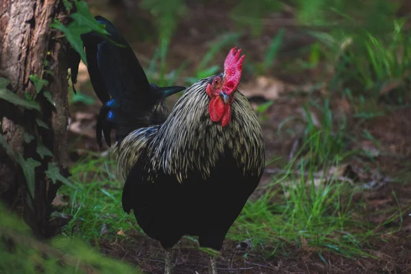 Ormandaki zarif bir horozun fotoğrafı.