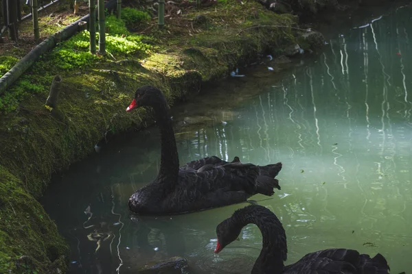 Doğadaki bir kuğunun fotoğrafı.