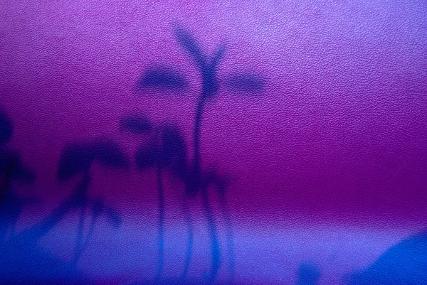 arka plan sabah çölde