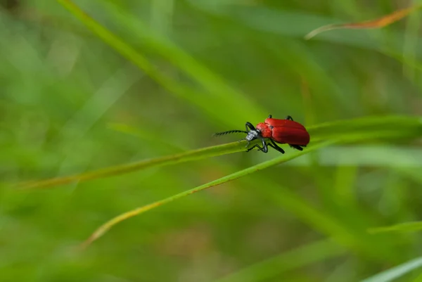 Yeşil çimenlerin üzerinde kırmızı beetle — Stok fotoğraf