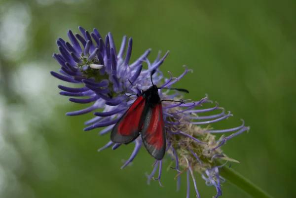 Nahaufnahme eines roten Schmetterlings — Stockfoto