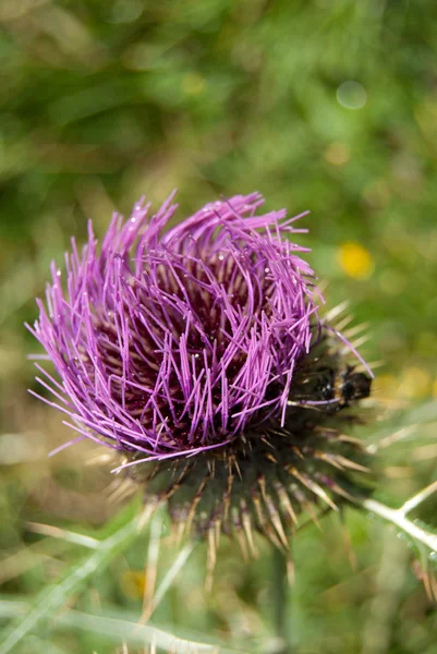Marian devedikeni çiçeği (Silybum marianum)