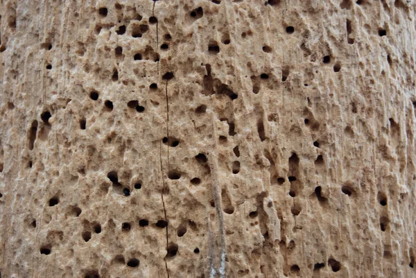 ahşap solucan delikleri