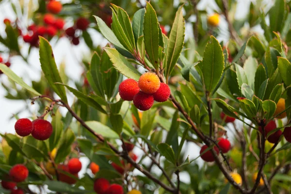 Az érett gyümölcs a strawberry fa — Stock Fotó