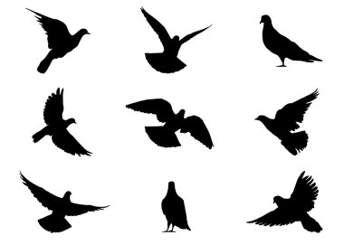Güvercin 9 gerçekçi silhouettes