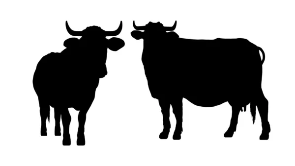 Silhouette of a cow and a bull — Stock Photo, Image