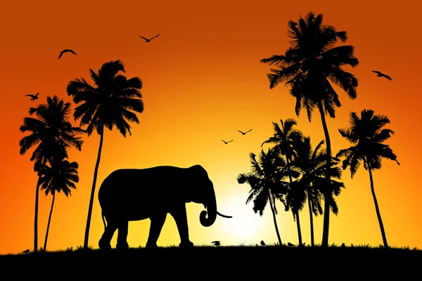 孤独大象在热带日落背景 — 图库照片