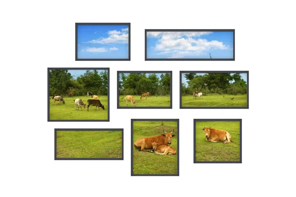 Diverse finestre su un muro bianco con paesaggio rurale — Foto Stock