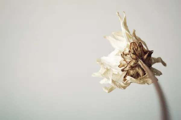 Мертвый цветок — стоковое фото