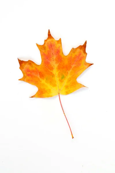 Hoja de arce sobre blanco — Foto de Stock