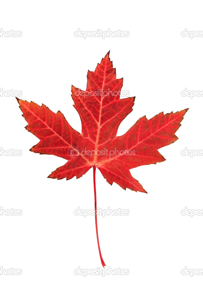 Maple leaf on white