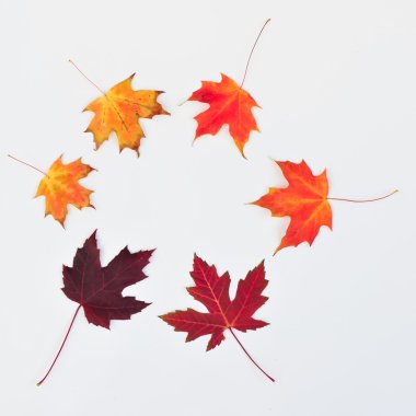 Beyaz akçaağaç yaprağı