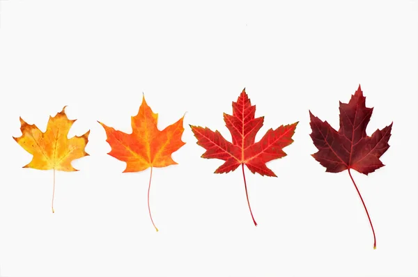 Beyaz akçaağaç yaprağı