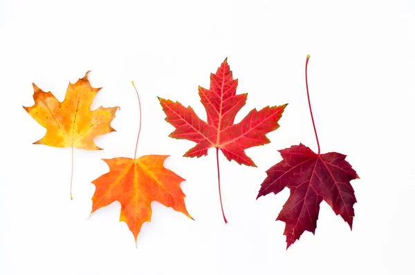 Maple leaves on white — Stock Photo, Image