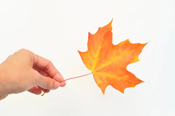 Hand holding a maple leaf — Stock Photo, Image