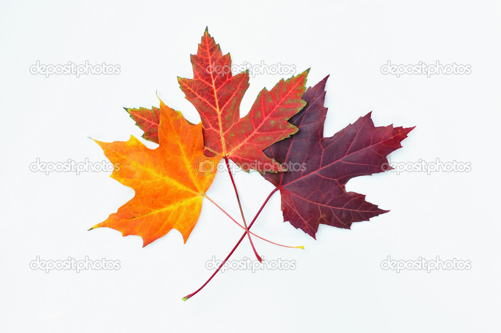 Maple leaves on white