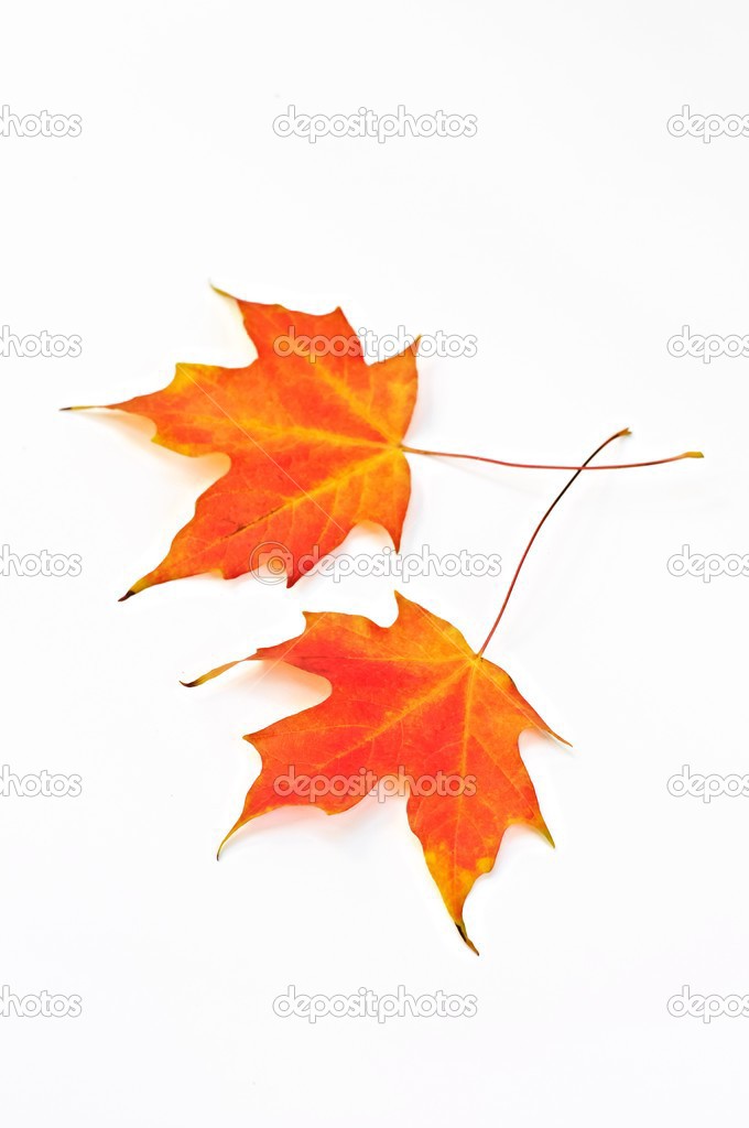 Maple leaves on white