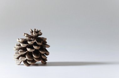 çam kozalağı ve Milano gölge