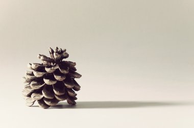 çam kozalağı ve Milano gölge