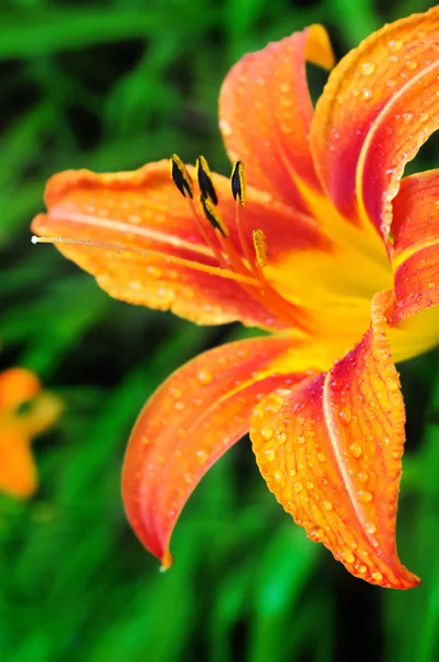 Orange tiger lilies blooming in the garden — Stock Photo, Image