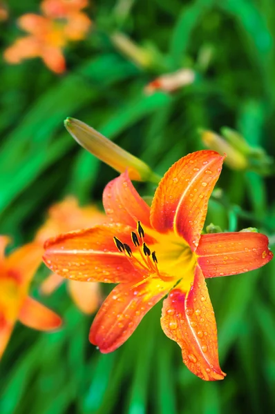 Oranžová tygří lilie rozkvétají v zahradě — Stock fotografie