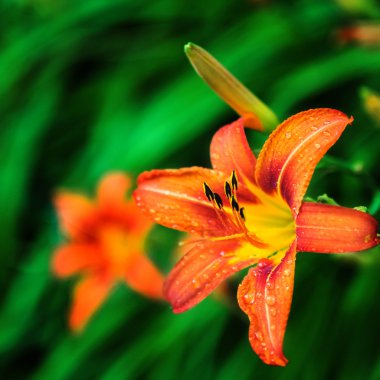 Turuncu tiger zambaklar bahçede çiçek