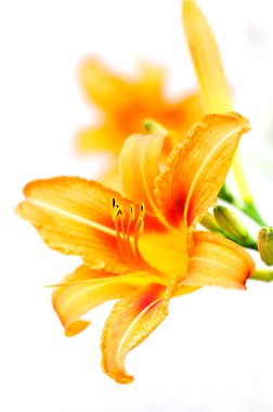 Turuncu tiger zambaklar bahçede çiçek