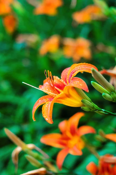 Orange tiger lilies blooming in the garden — Stock Photo, Image