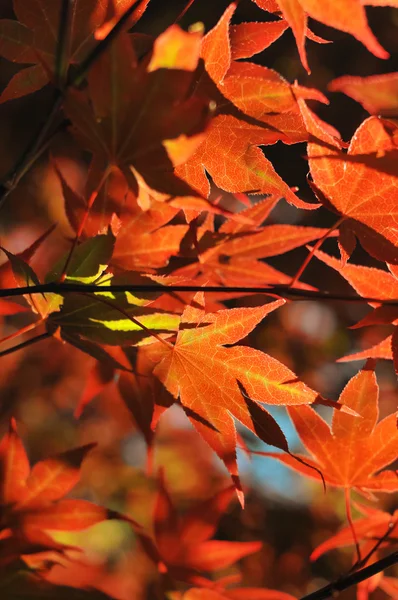 Japanese red maple leaves in the park — Stock Photo, Image