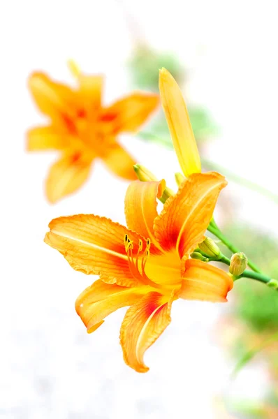 Orange tiger lilies blooming in the garden — Stock Photo, Image