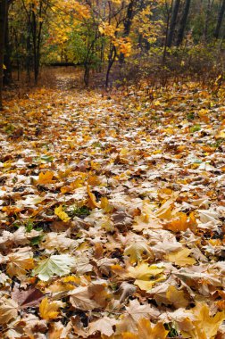 sonbahar hiking trail