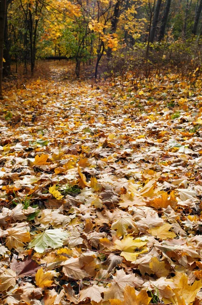 Autumn hiking trail — Stock Photo, Image