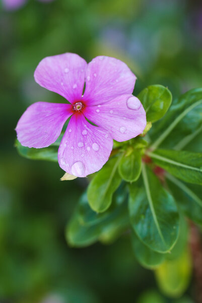 Rose periwinkle blooming, Таиланд
