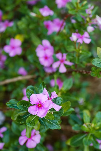 Pervenche rose fleurissant, Thaïlande — Photo