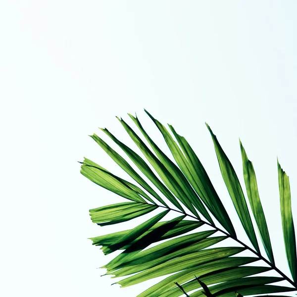 Feuilles de palmier vert isolées sur fond blanc Photos De Stock Libres De Droits