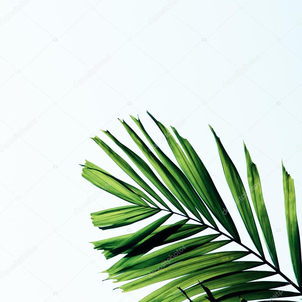 Green palm leaves isolated on white backgroun