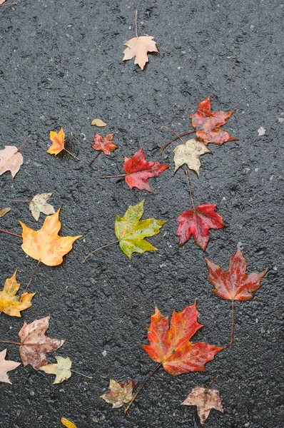 Maple leaves on wet road after rainstorm — Stock Photo, Image