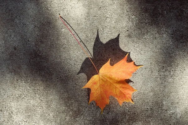 Maple leaf — Stock Photo, Image