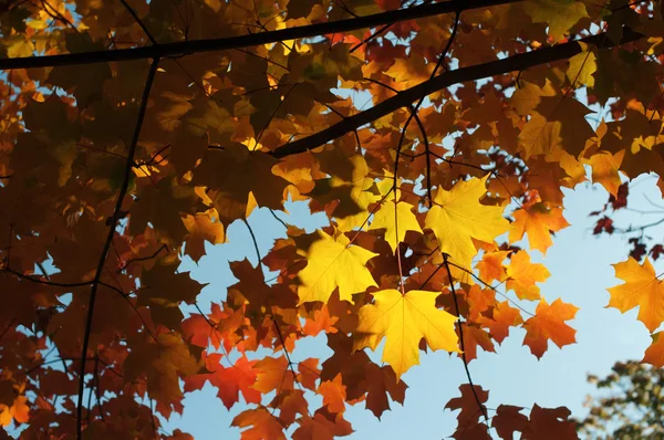 Maple leaves — Stock Photo, Image