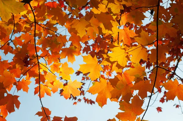 Maple leaves — Stock Photo, Image