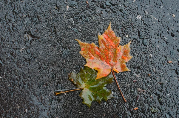 Autumn leaves on wet road — Stock Photo, Image