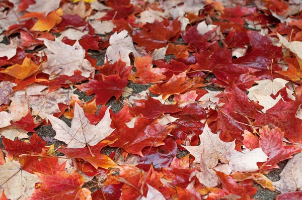秋天的树叶在湿滑的路面上 — 图库照片