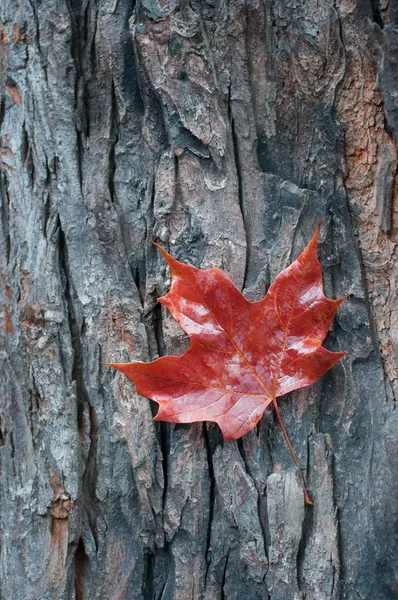 Red maple leaf — Stock Photo, Image